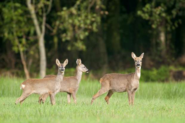 Reeën in de achtertuin -  drie reeën